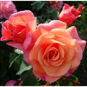 Rosa 'Apricola', floribundroos